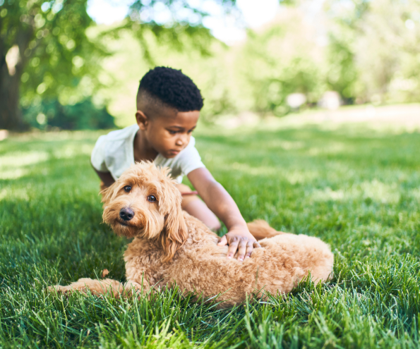 A small kid pets a brown furry dog sitting in the grass