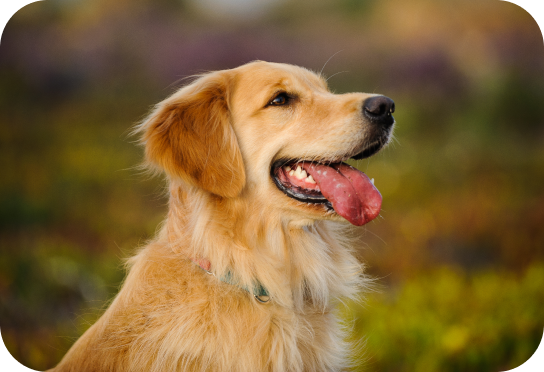 Medium Breed 11-25 kg