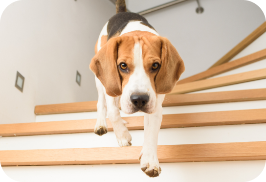 Small/Toy Breed up to 10kg