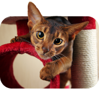 An image of a cat to indicate cat as the type of pet you have.