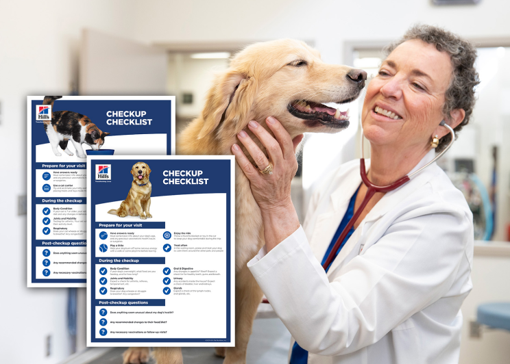 Veterinarian checking a dog 