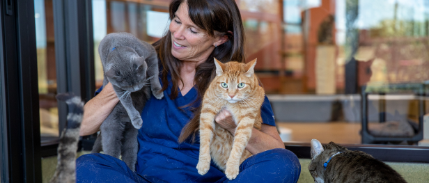 A vet with two cats in her arms