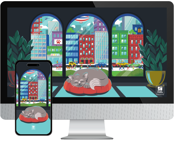 Desktop & mobile example of  "Summer City Cat" pet wallpaper for phones