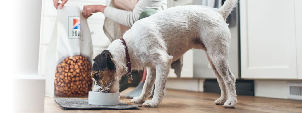 Suns ēd Hill's mājdzīvnieku barību